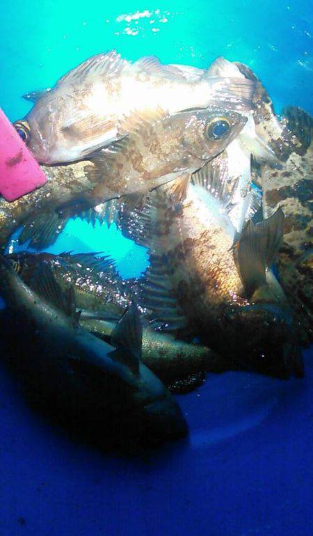 リハビリ釣行の巻